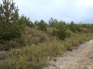 Prantas pirófitas abandonadas despois da plantación